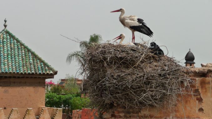 Les cigognes à Marrakech