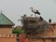 Les cigognes à Marrakech