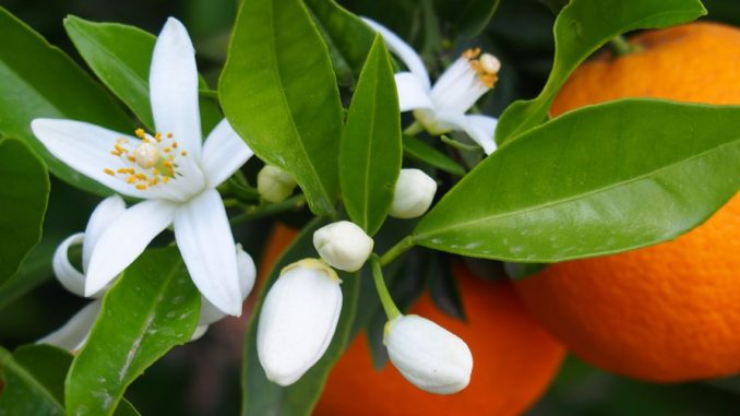 Orange Blossom Day Marrakech