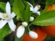 Orange Blossom Day Marrakech