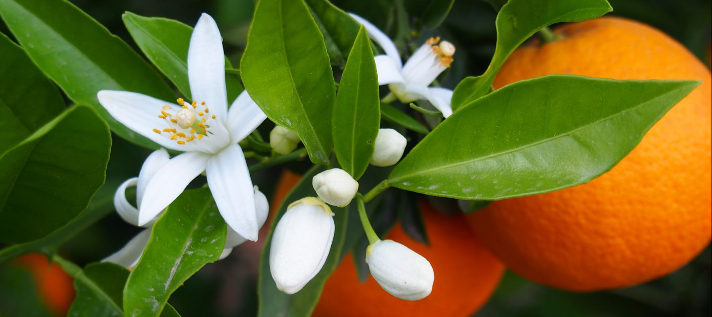 Journée de la fleur d'oranger