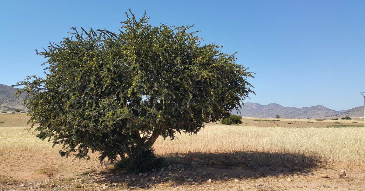 l'arganier,-argan-maroc-marrakech